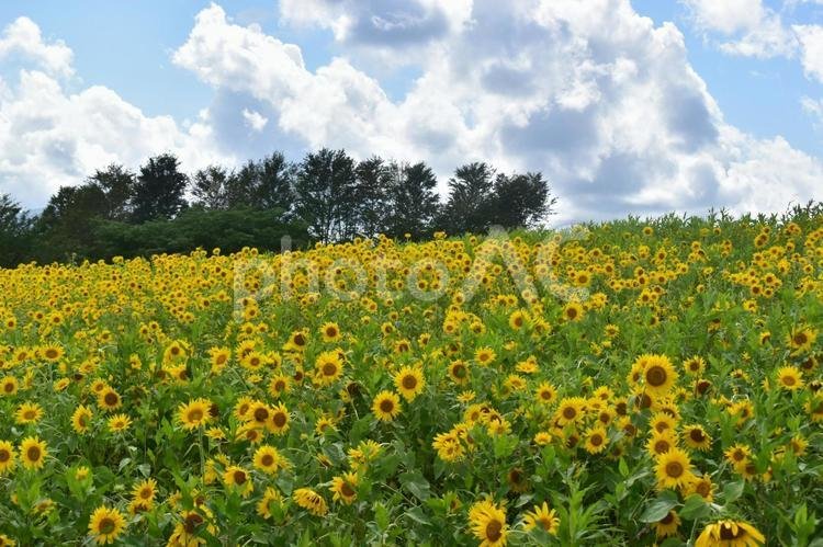 🐮 히루젠 저지랜드 이미지 4